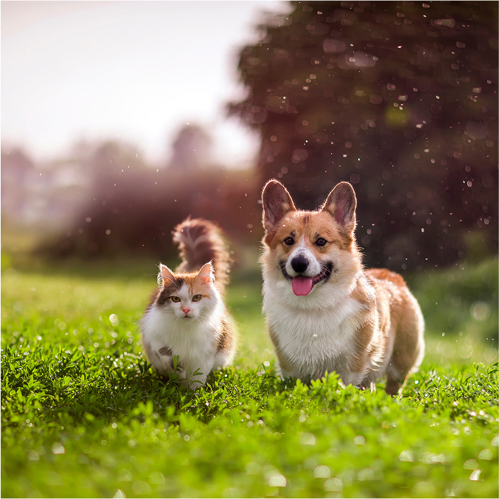 pet
